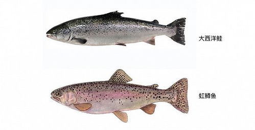 三文魚盛宴背后的真相 一次關(guān)于飼料的覺(jué)醒